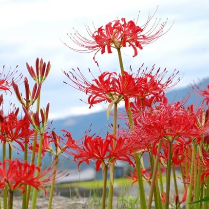 真っ赤な彼岸花の球根　大中計2００個 曼珠沙華球根大小12こ 彼岸花 カミソリバナ - メルカリ
